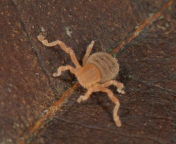 Media type: image;   Invertebrate Zoology 136532
